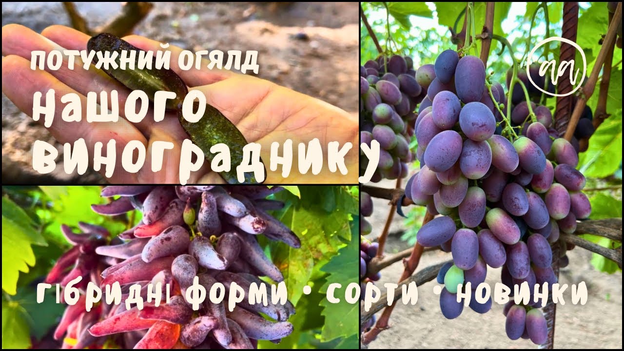 Потужний огляд нашого виноградника: гібридні форми • сорти • новинки🍇