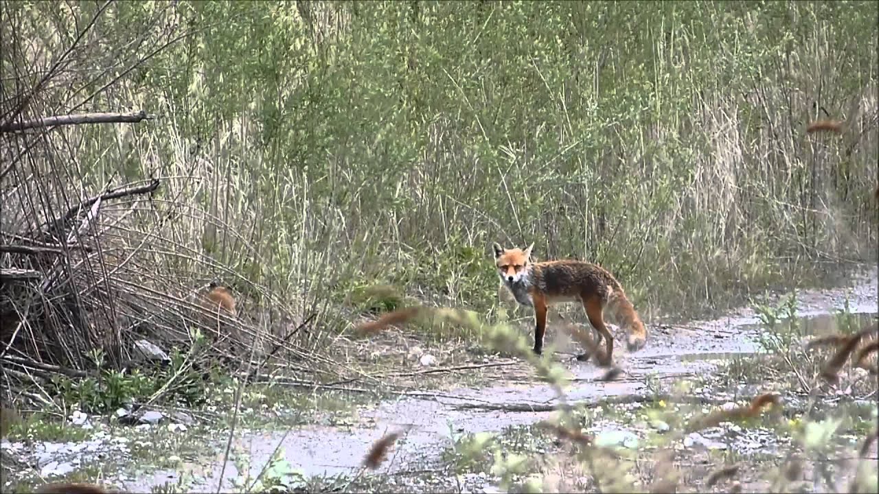 F&uuml;chse, Rheindelta, 03.05.014