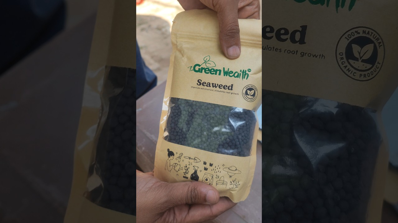 Seaweed Extract Granules Fertilizer for Plants - 500gmFertilizer (1000 g, Granules)