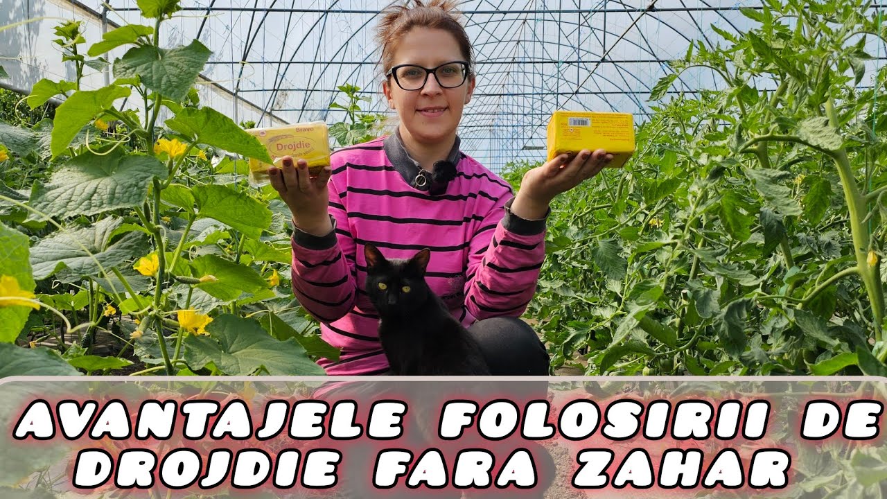 Utilizarea drojdiei în grădină fără zahar și aplicabilitatea ei