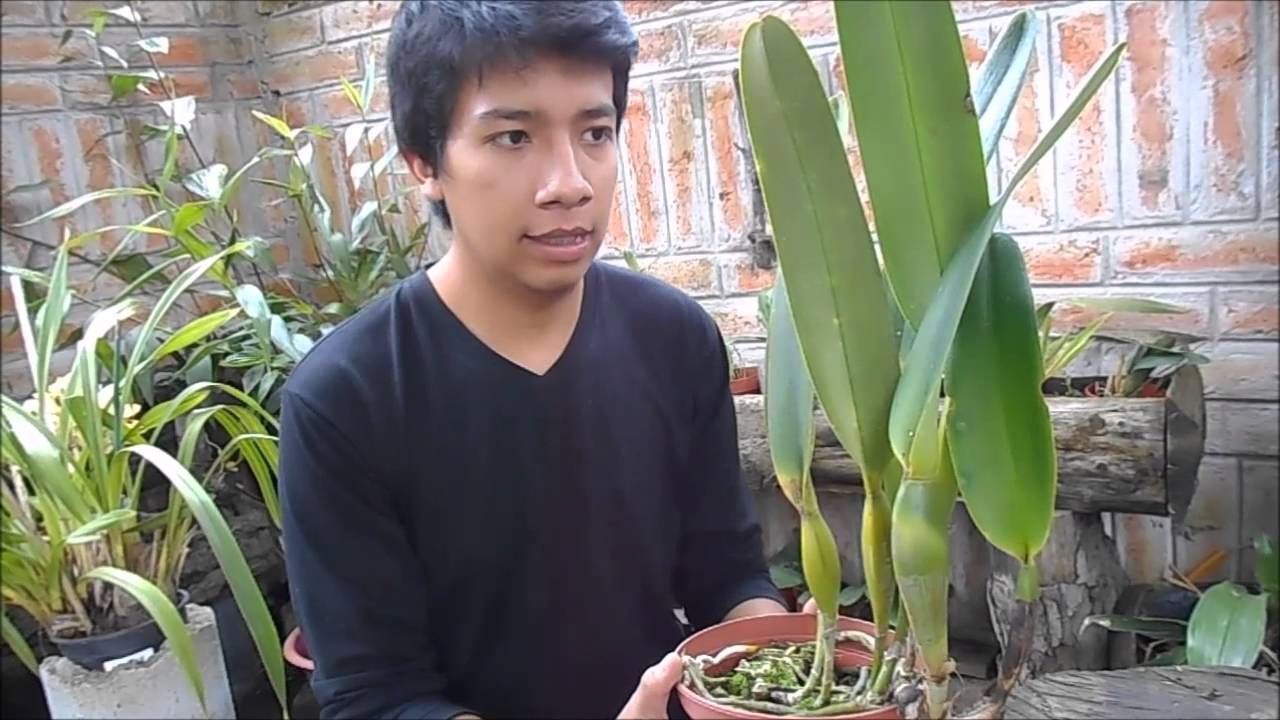 Como cuidar orquídeas Cattleyas y Laelias || Orquiplanet