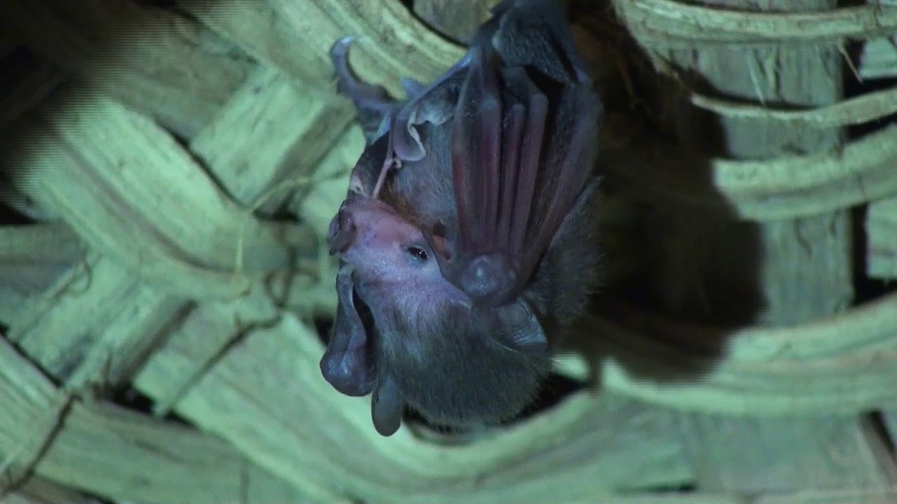 Long-tongued Bats Pollinate Trees
