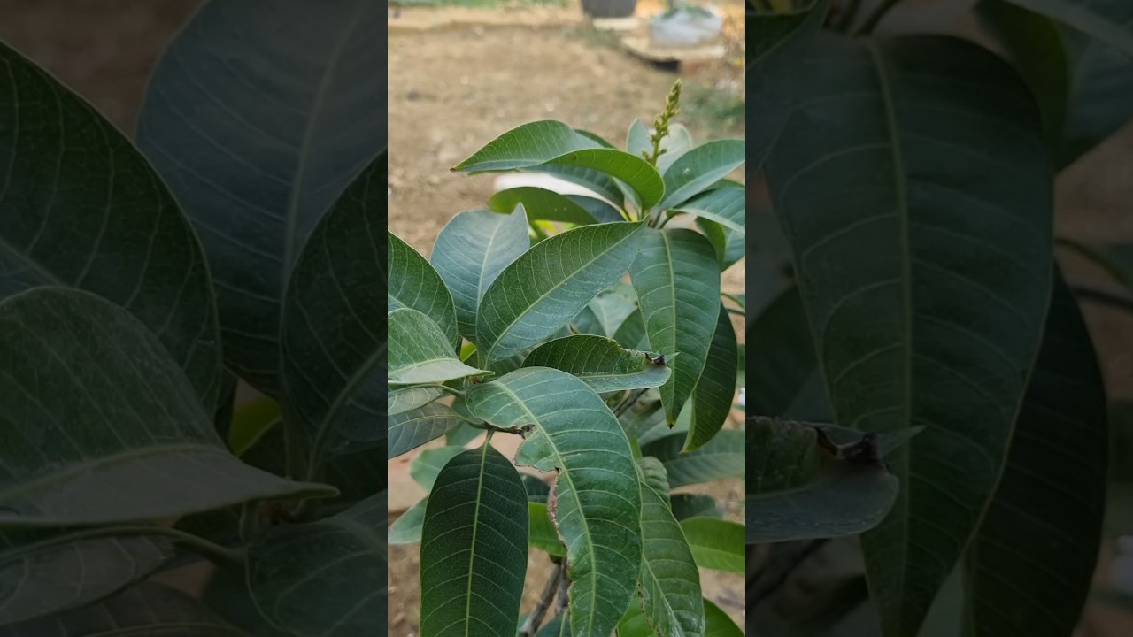 Mango plant #homegarden #organic gardening #viralshorts #trending #bangla gardening #fruits plant ||