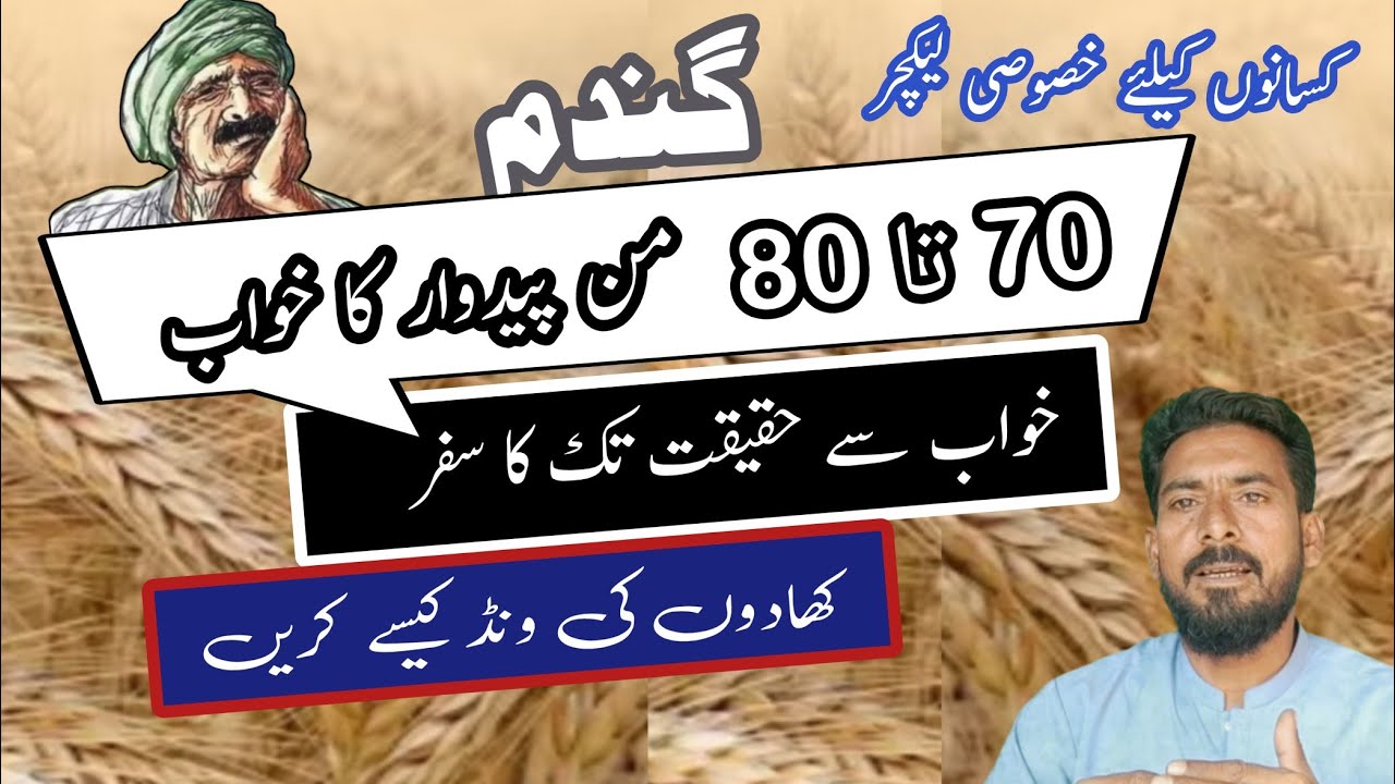 wheat fertilizer plan 2023-24 || how to increase wheat production .Arshad Ali