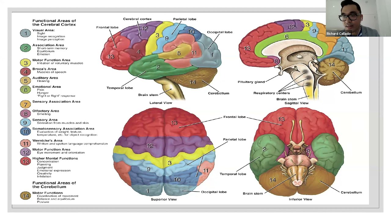 Understanding Psychotropic Medications