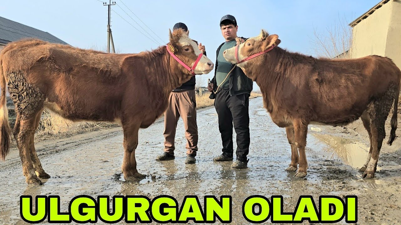 94-641-24-33   90-080-66-67 Azizbek va Boburjon ukamizdan bugun barisi go'zallari 12 февраля 2026 г.