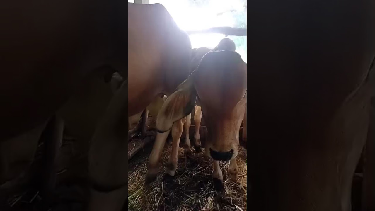 ไม่มีอะไรแน่นอนตลอดไป ขนาดเหรียญยังมีสองด้านอนาคตอาจจะดีกว่านี้สู้ไปคนเลี้ยงวัว