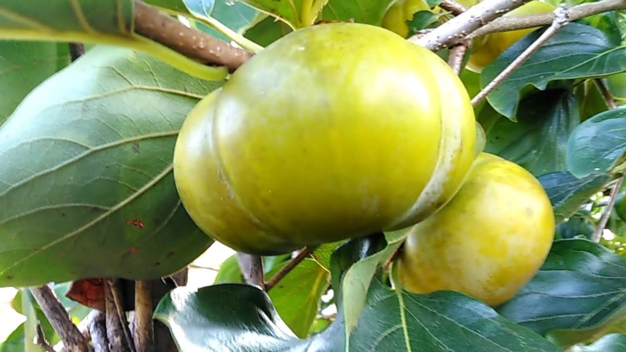 带孙子回娘家，柿子熟啦晒谷场抢收稻谷，中国农村处处是丰收景象