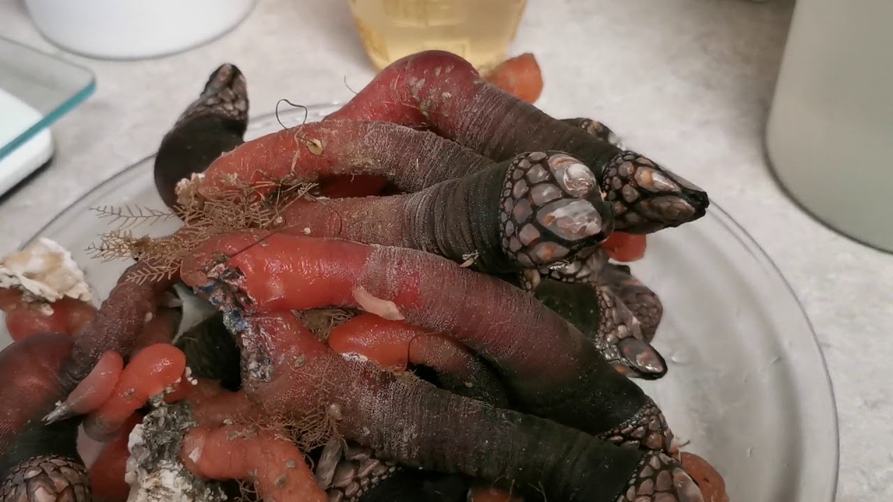 Preparing Gooseneck Barnacles