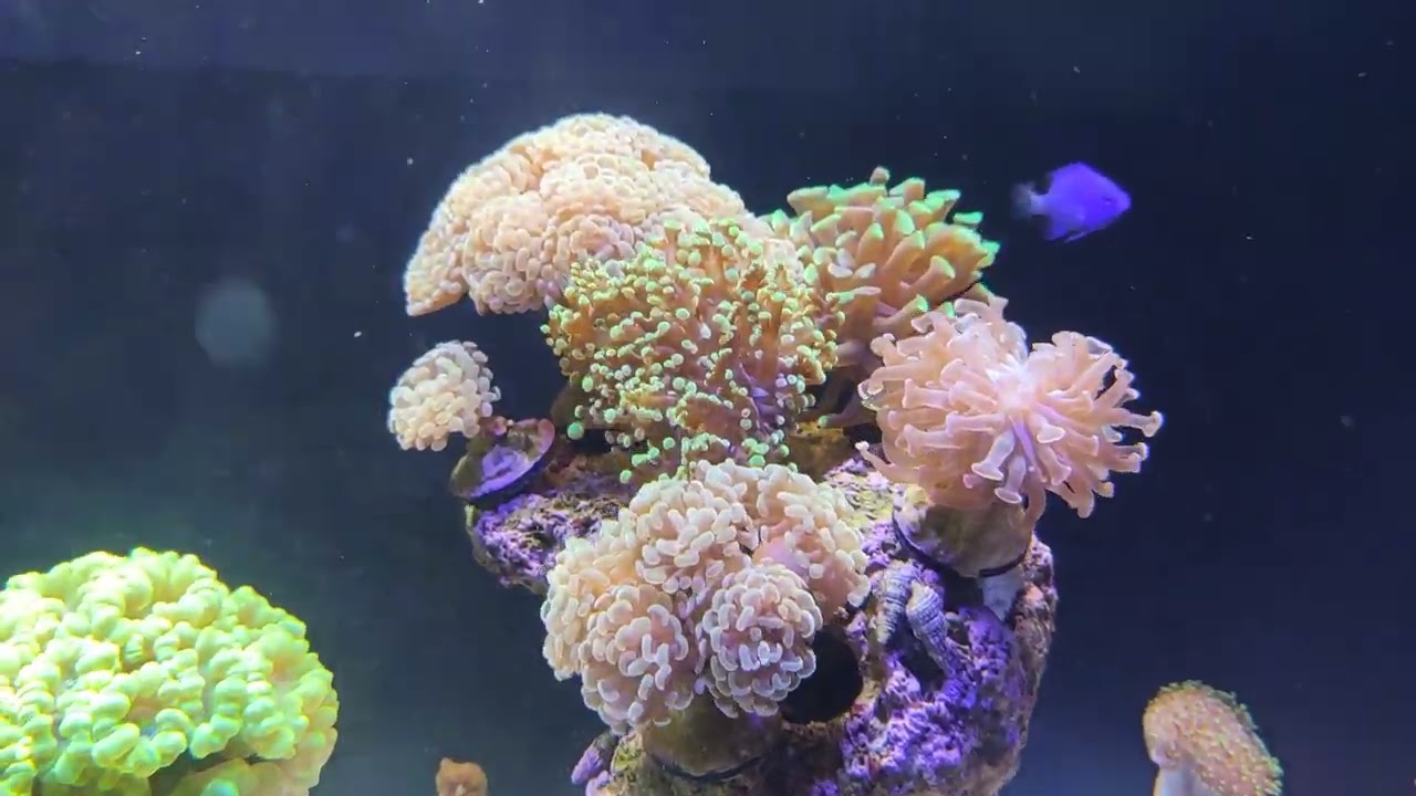 Como manter um aquário marinho de corais de 200 litros (80*50*50)