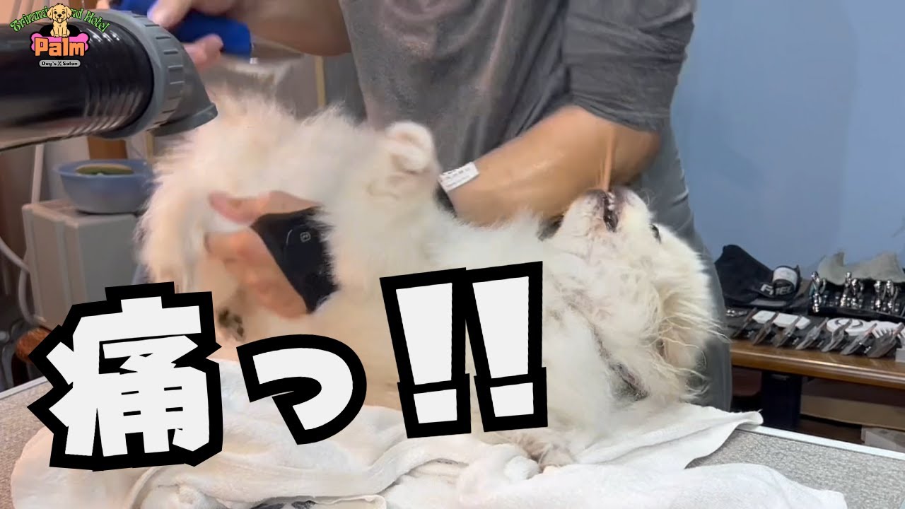 噛み犬トリミングでハプニング！ポメラニアンとペキニーズのミックス！！