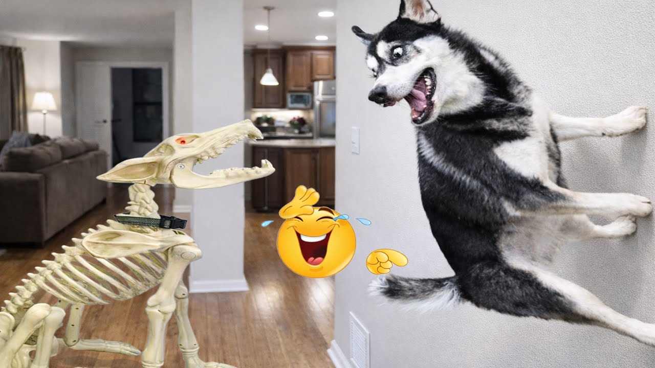Super Funny Dog Video Clips  😹🐶 The Funniest Cat & Dog Moments Compilation 😁