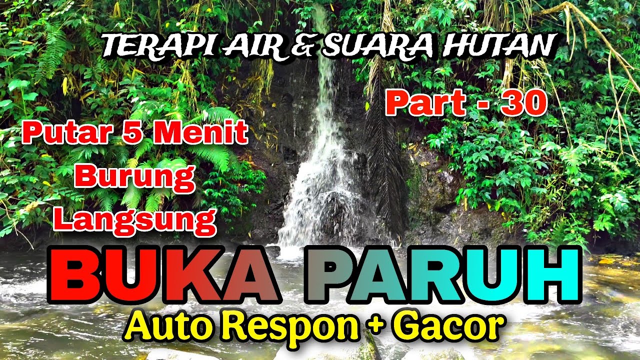 Semua Jenis Burung Cepat Buka Paruh, Terapi Air & Burung, Suara Hutan Alam Bebas – Part 30