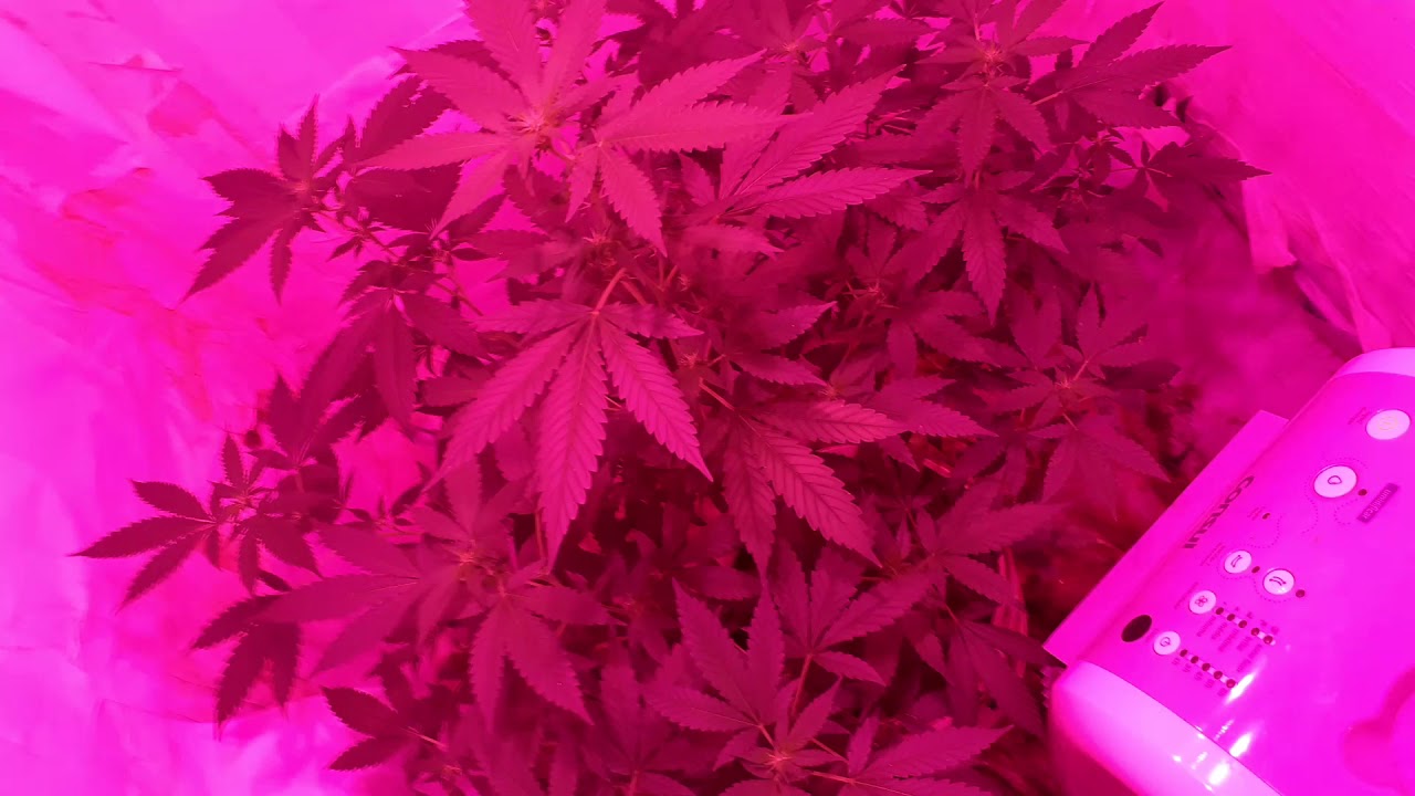 Sweet  Critical - 2s flora