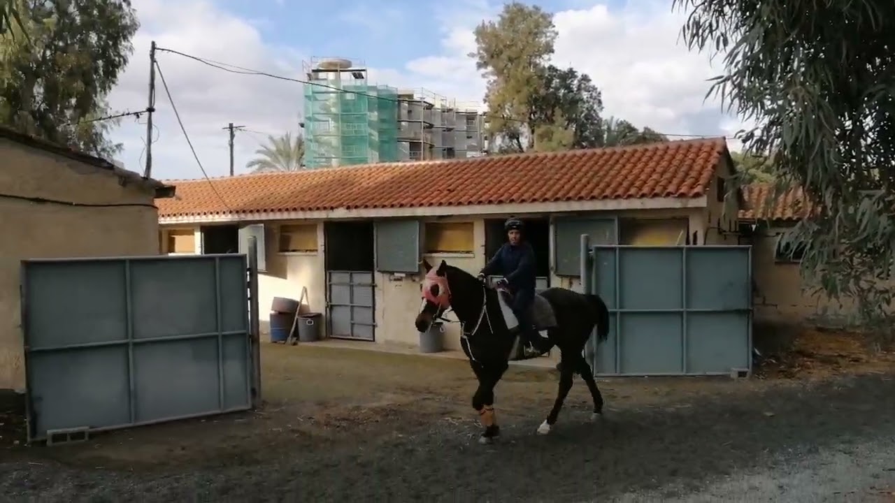 HORSE TRAINING 
