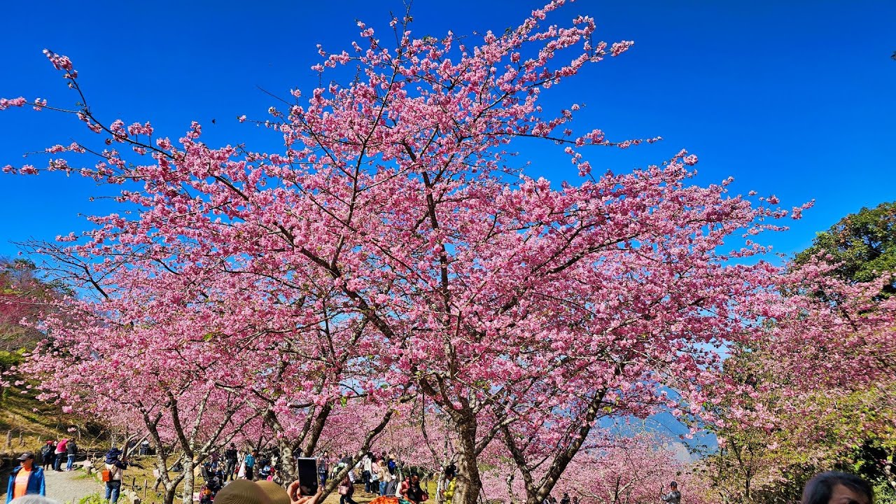 2026 0129  寶山二集團櫻花公園櫻花季 (4K60p)