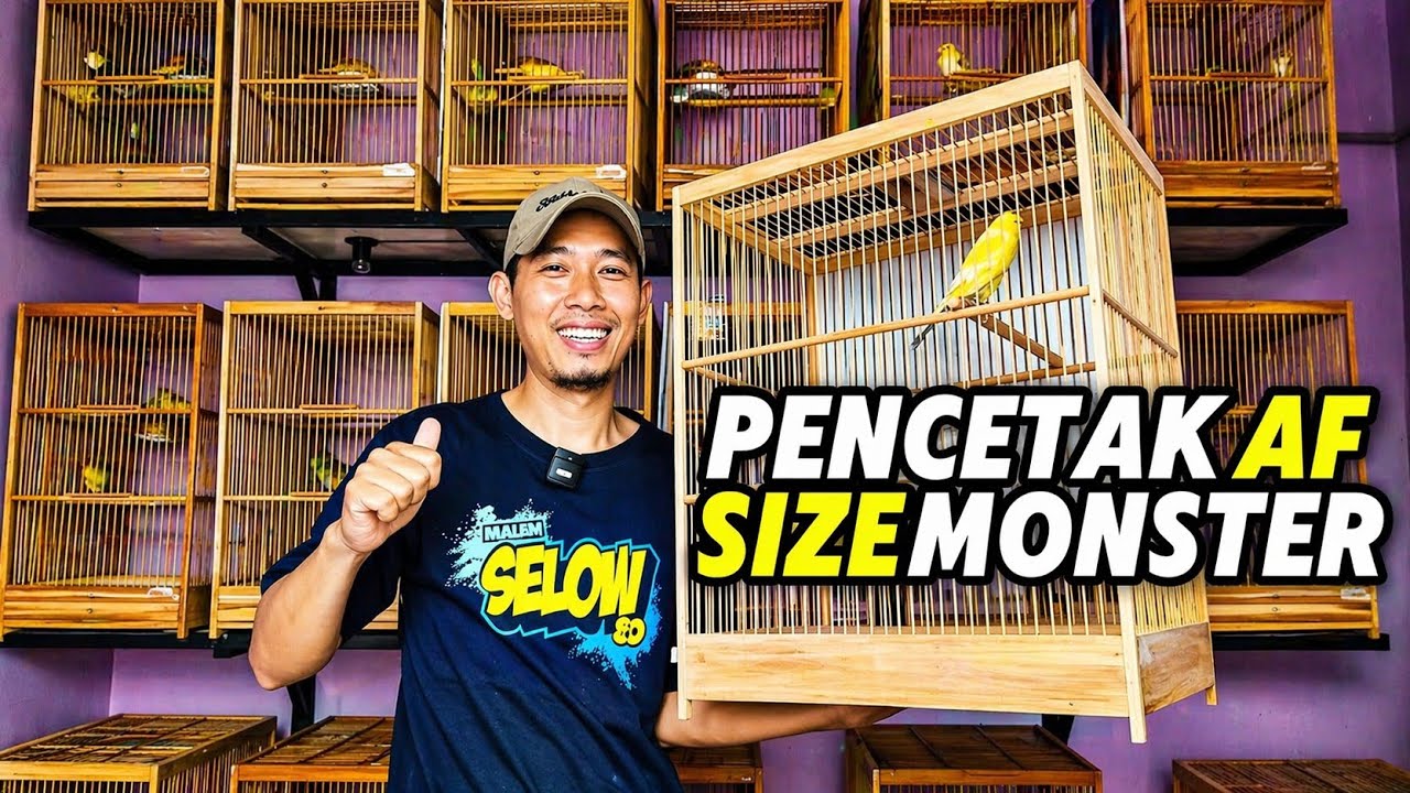 PETERNAK KENARI‼️Spesialis pencetak Seri AF size MONSTER...