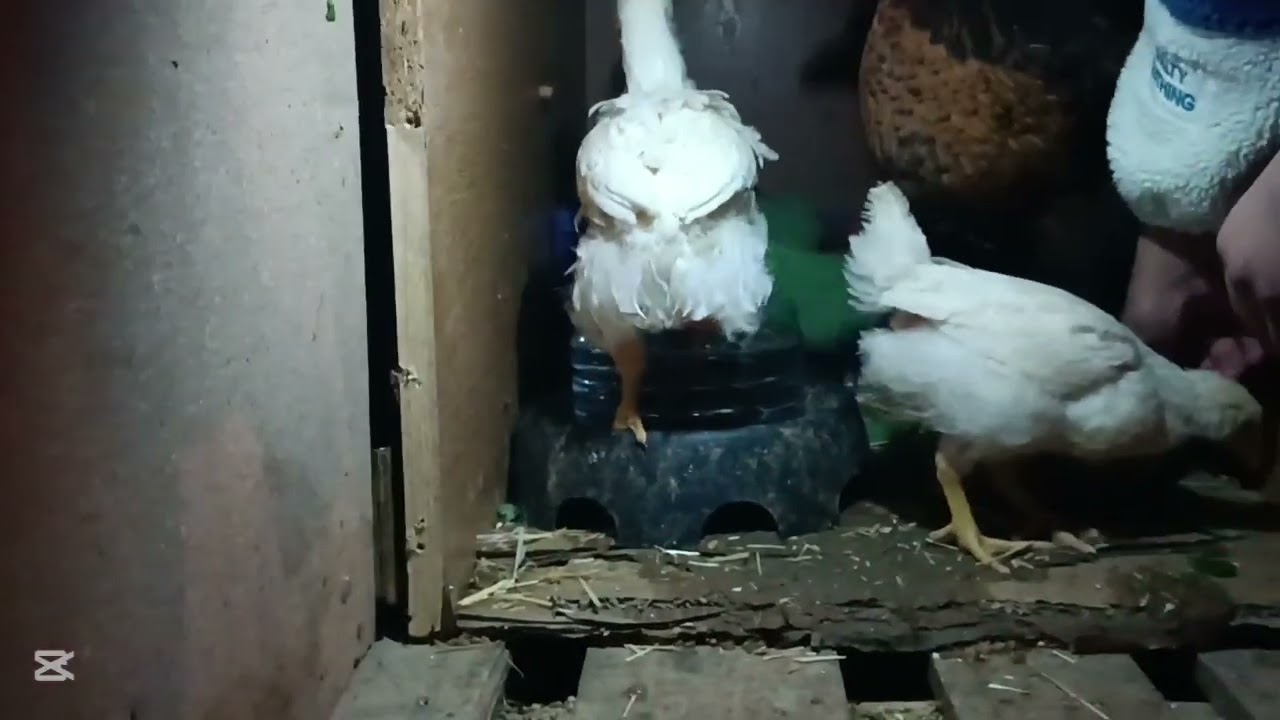 Tavuklarımız yeni folluğu 🥚🐔🥚🐔🥚🐔