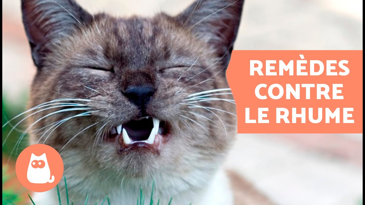 5 REM&Egrave;DES MAISON contre le RHUME chez le CHAT 🐱✅ Que DONNER &agrave; un CHAT ENRHUM&Eacute; ?