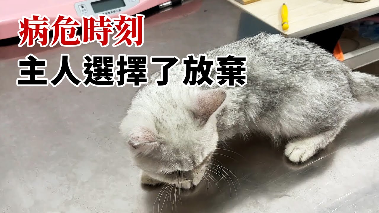 主人說:「貓我不要了，你看著辦吧！」