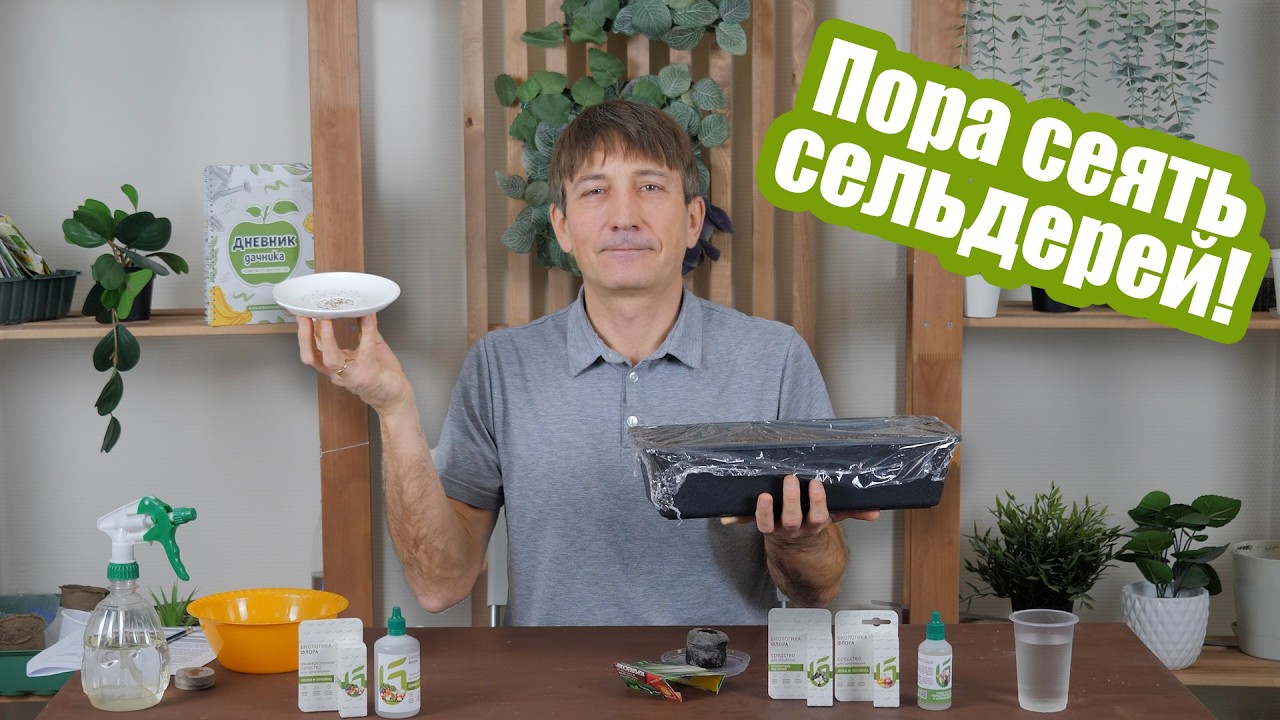 Как посеять сельдерей на рассаду. Сеем черешковый, корневой и листовой сельдерей