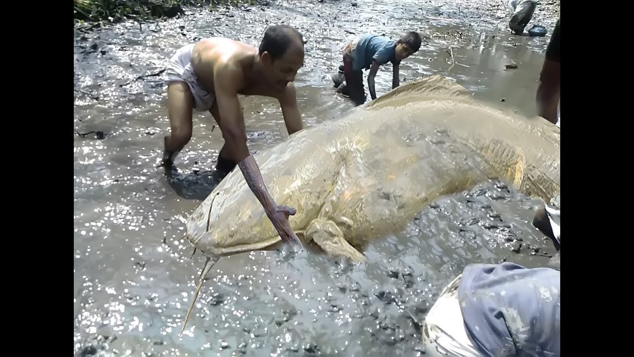 People Catching & Traditional Fishing Village-best fishing videos