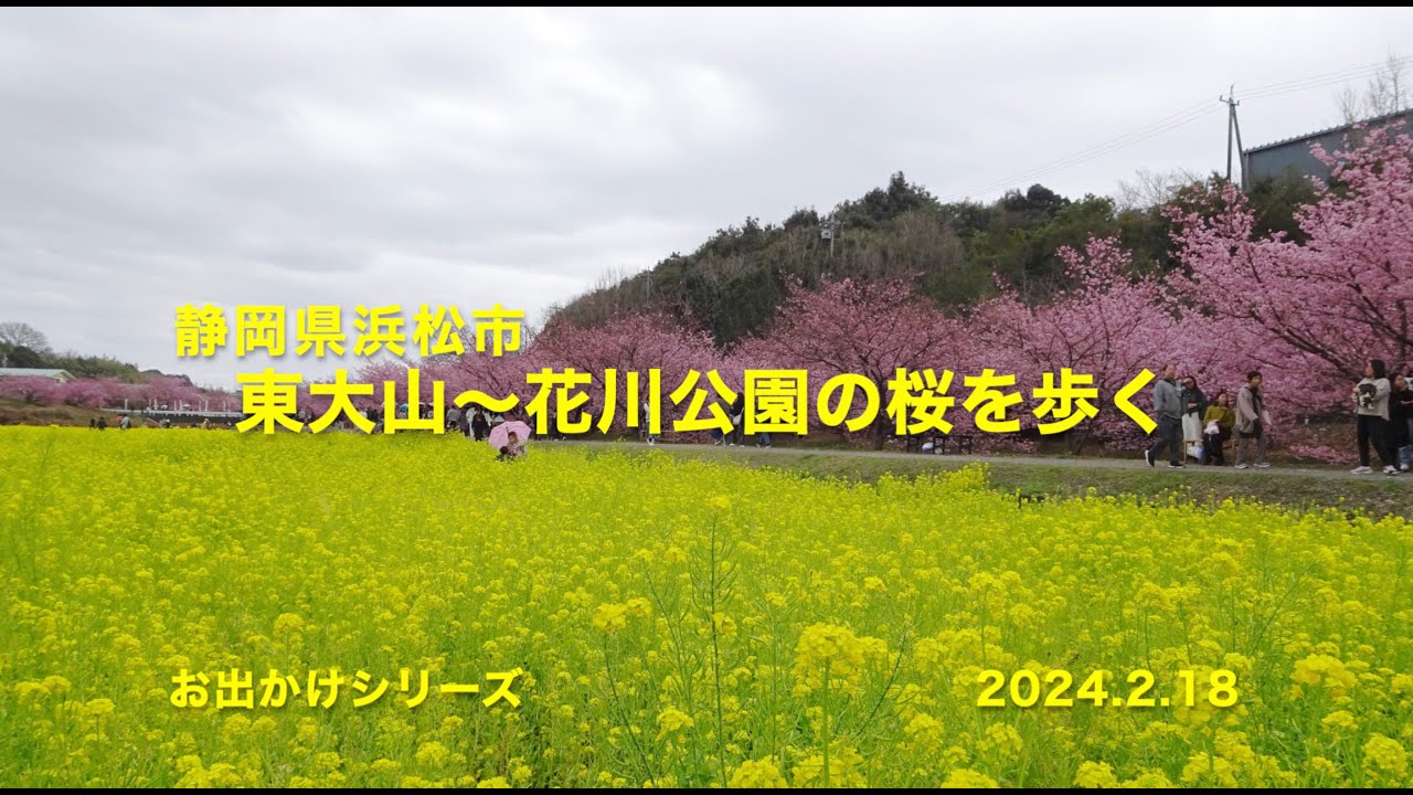 東大山〜花川公園の桜を歩く