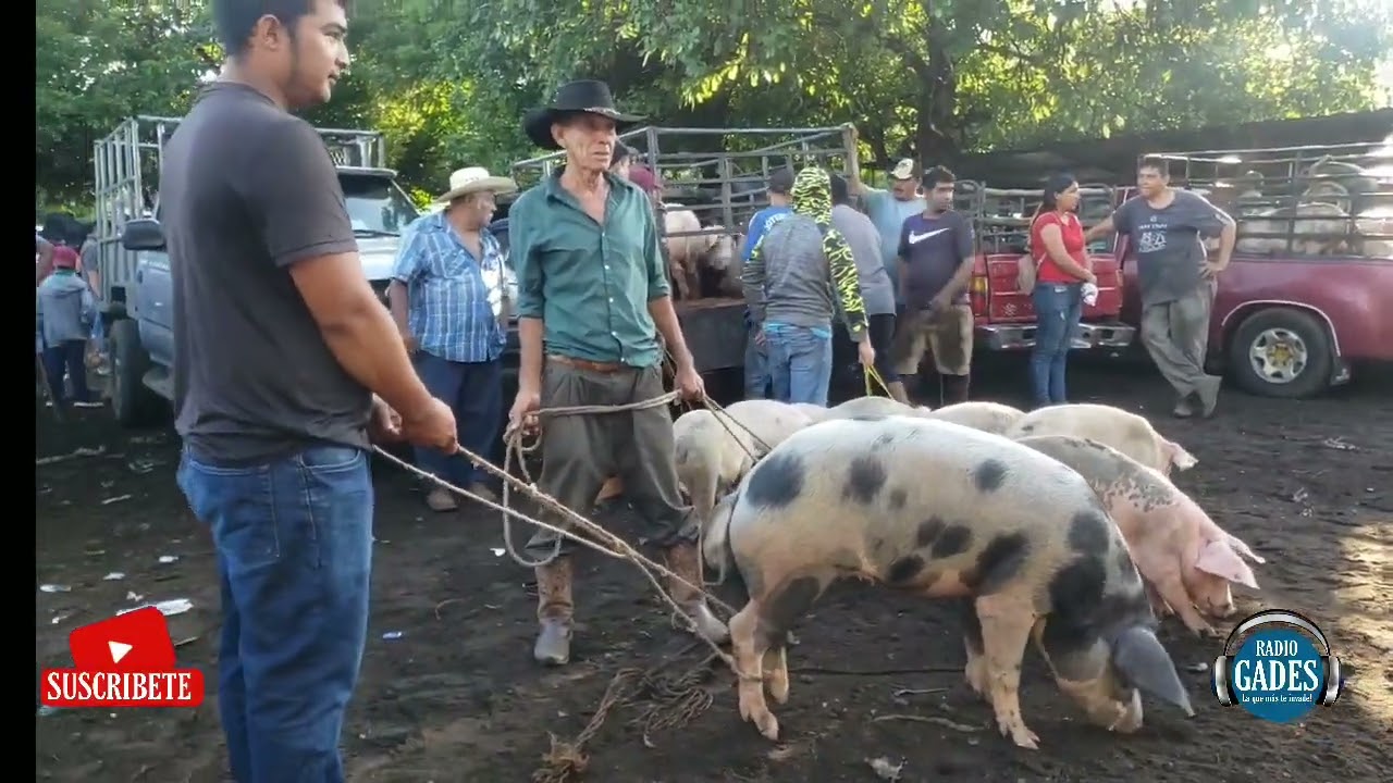 #ElTransitoSanMiguel mostrando la plaza de cerdos de este bonito Tiangue y conociendo los precios.
