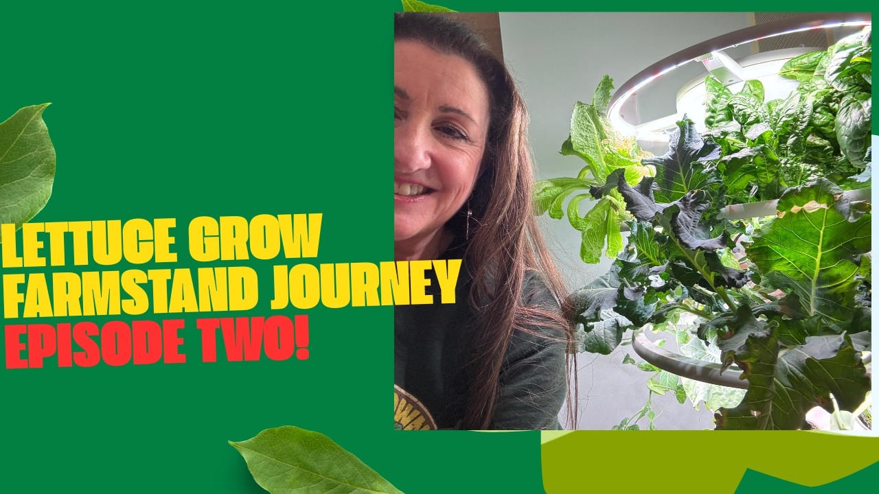 Lettuce Grow Farm Stand Episode 2 #vegetablegardening #gardening #gardeningtips #lettucegrow