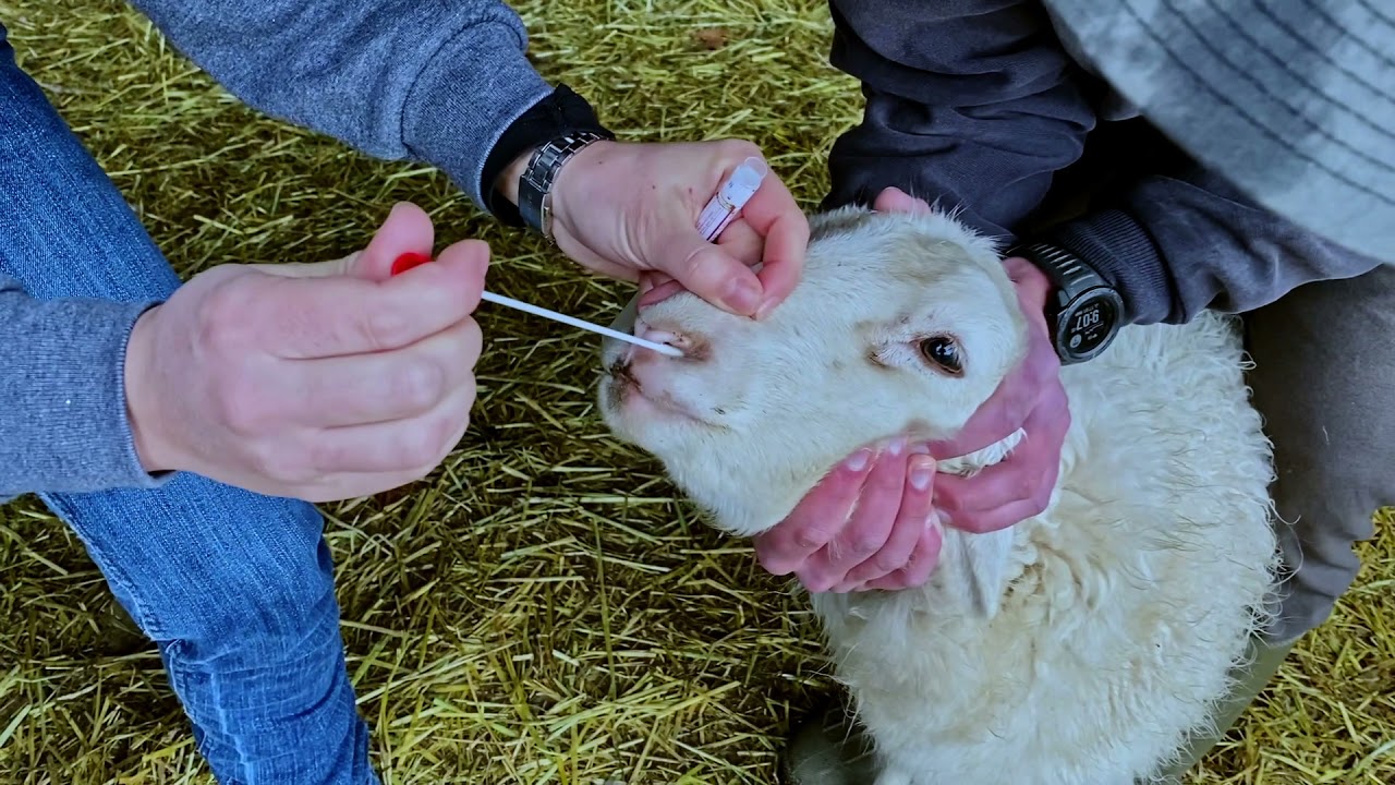 How to swab domestic sheep and goats