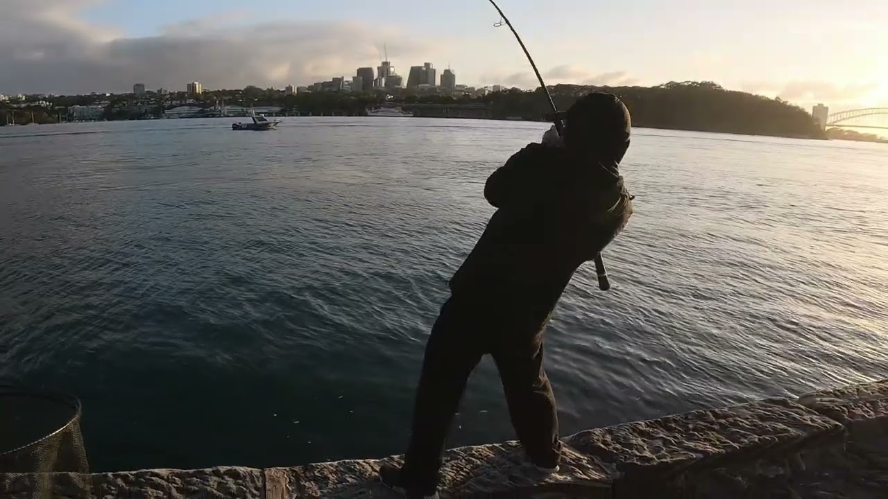 1.04M Jewfish 🎣 (Mulloway) Sydney Harbour, Rare catch 2024 Highlight