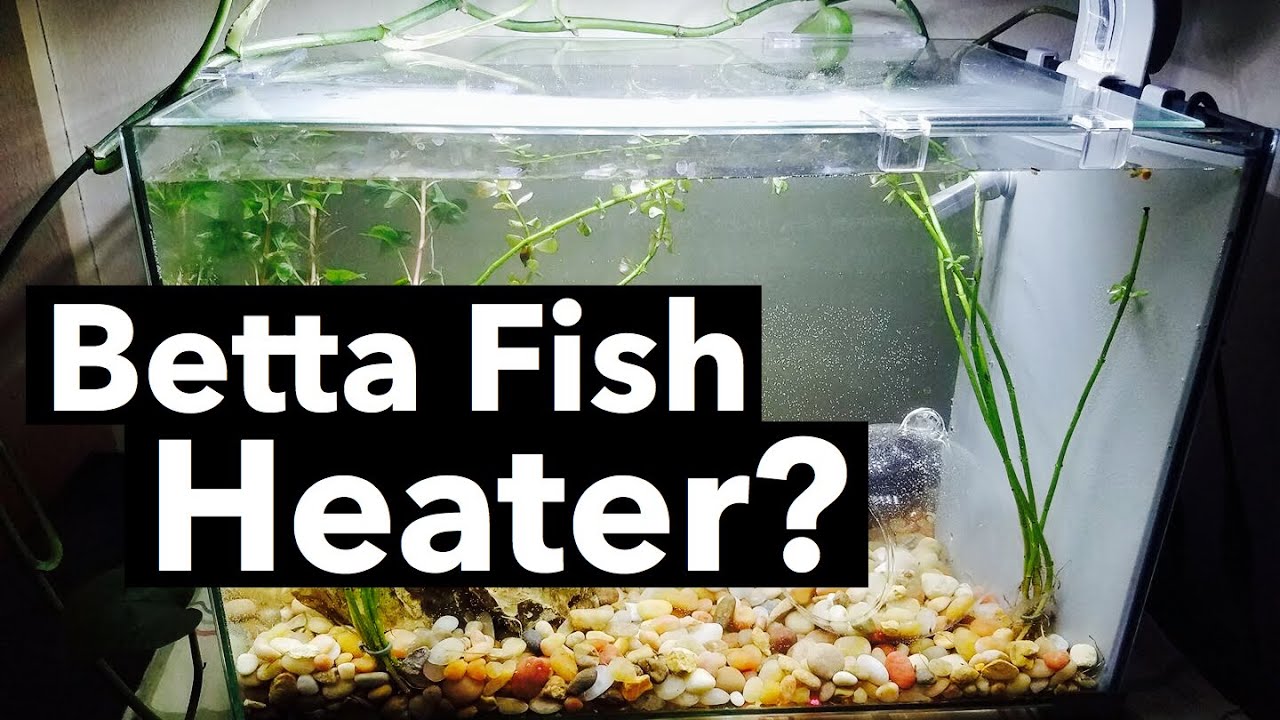 Heater for Betta Fish? Water Temperature
