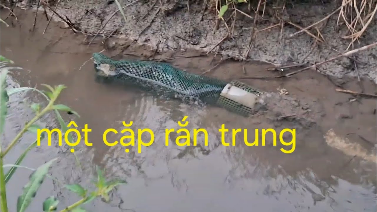 Mùa khô đánh lươn sẽ như thế nào  đây. Mùa của rắn trung. 