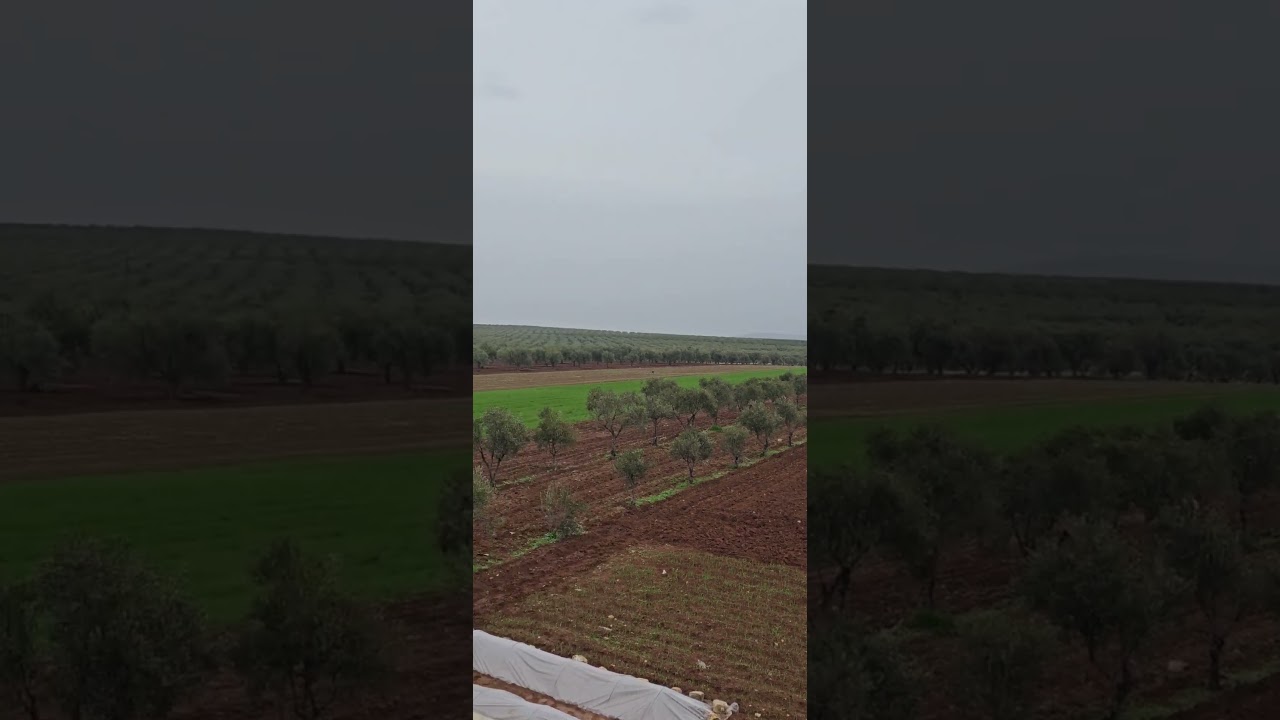 #من أجواء عفرين اليوم