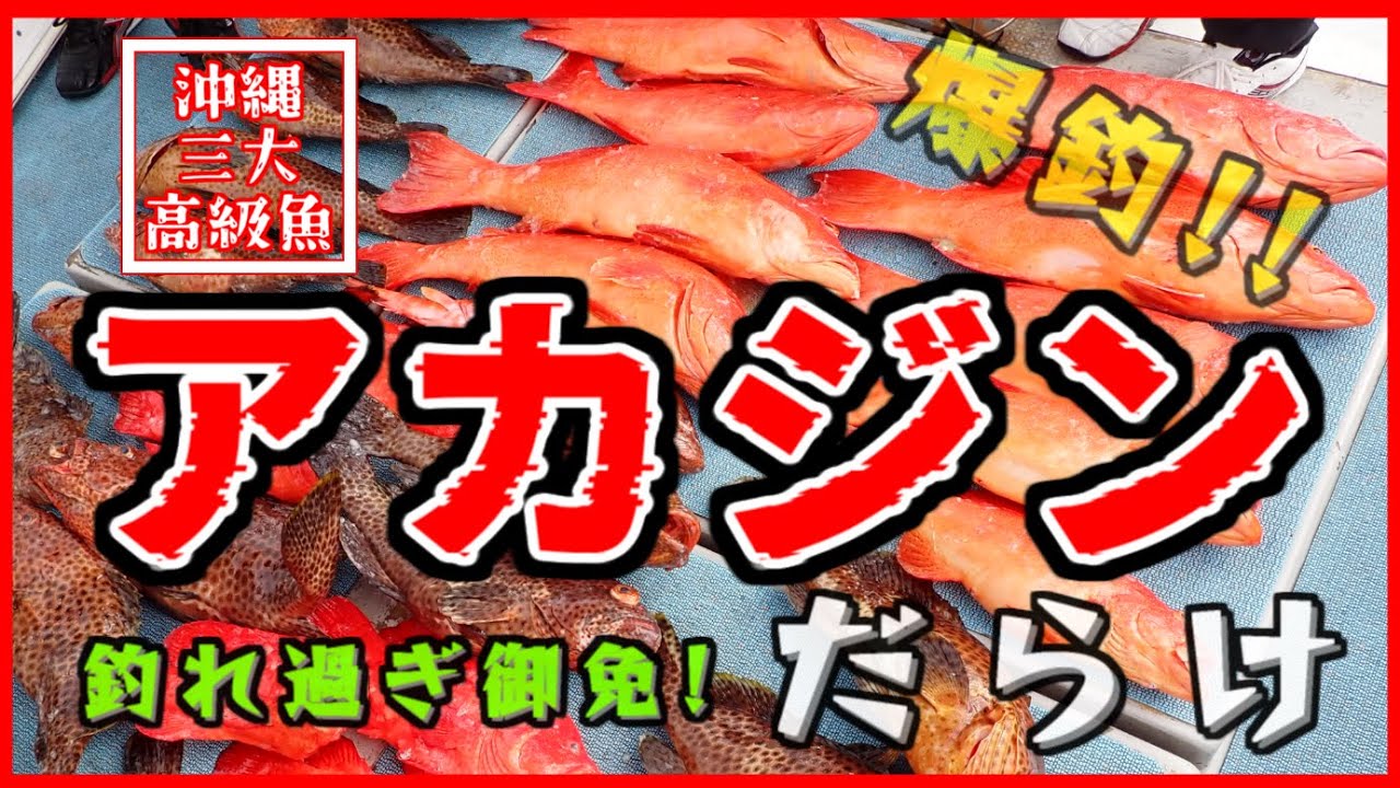 【沖縄魚類最高峰アカジン】ライト泳がせで爆釣!!市場価格ウン十万円!?