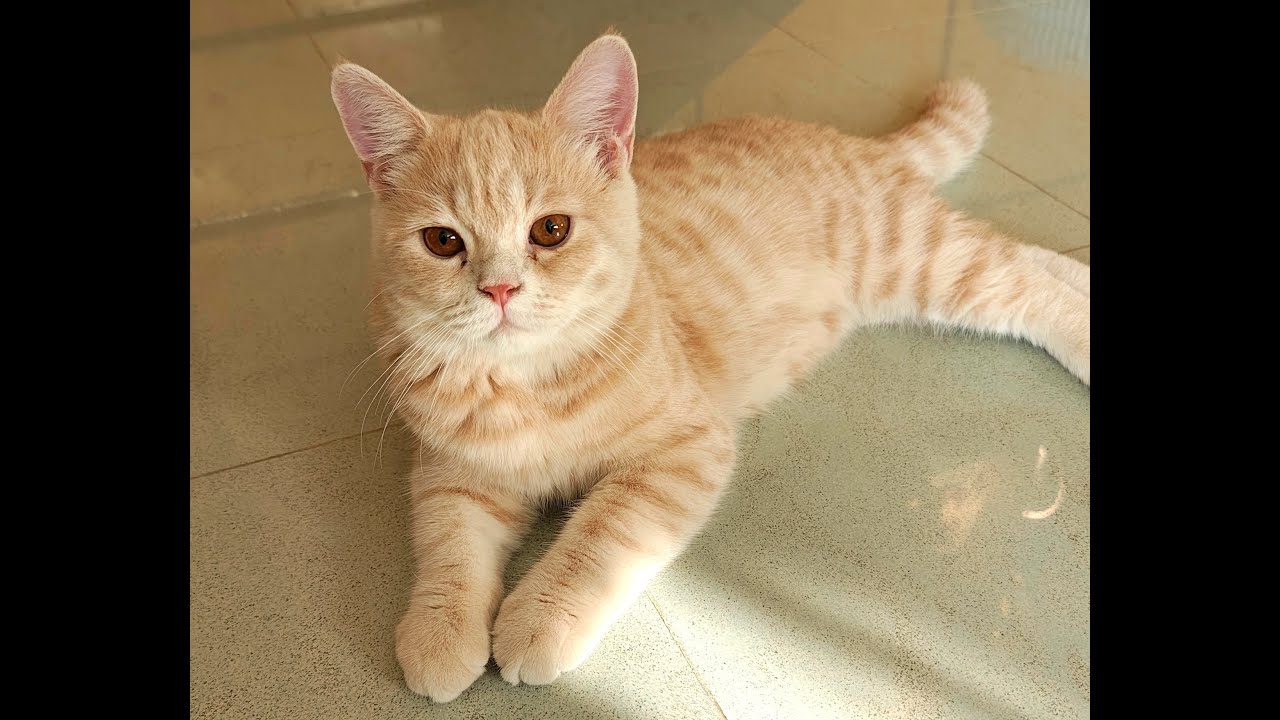 #Cat