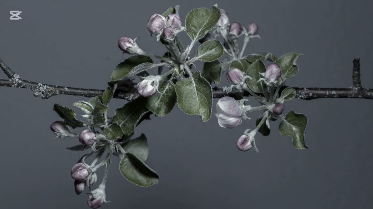 poesia e voce Ermanno Spera 