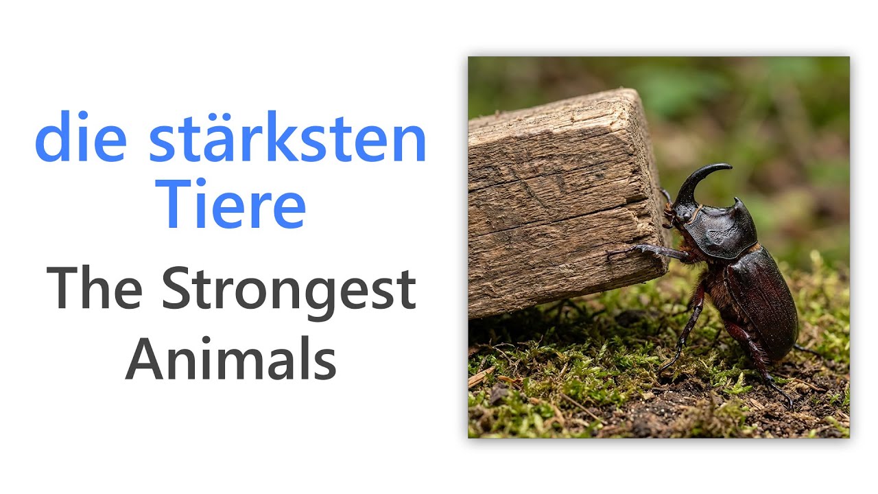 43 German Words for the World’s Strongest Animals | A2 German Vocabulary