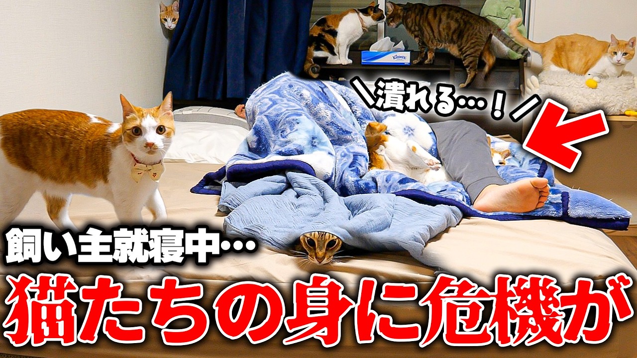 飼い主が寝ている間に猫たちの身に危機が訪れていました&hellip;。