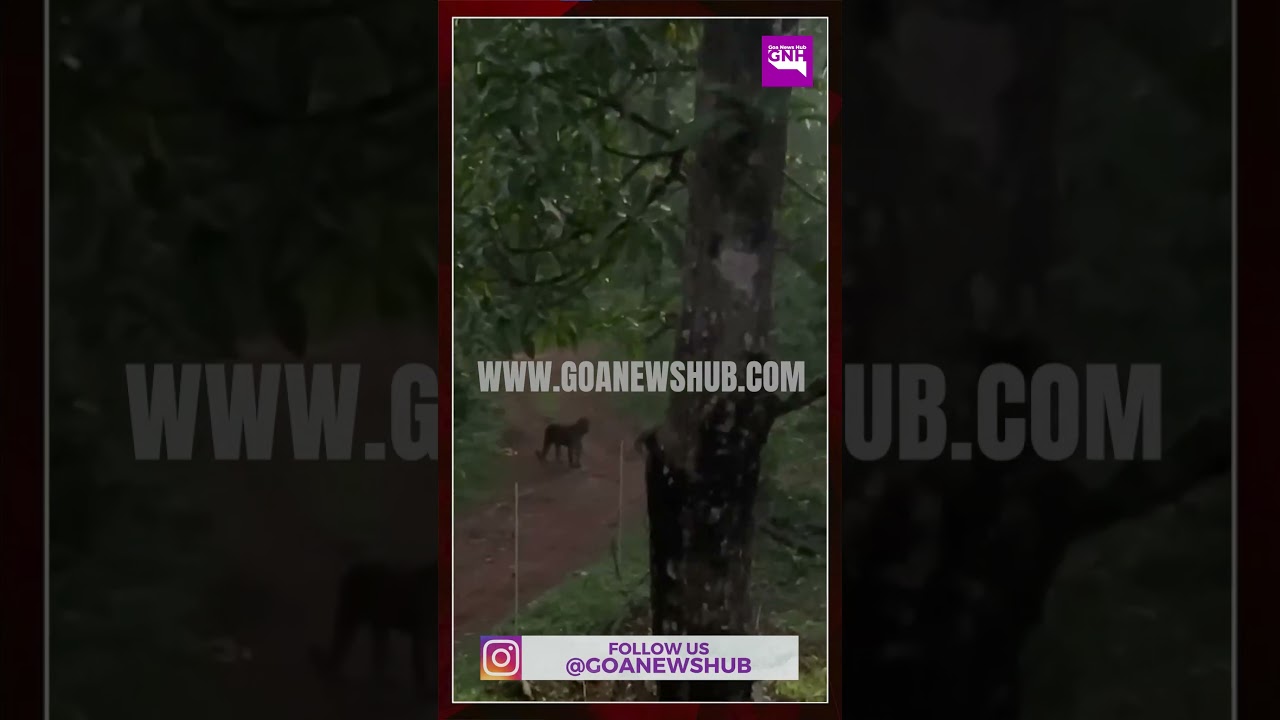 LEOPARD CLOSES IN ON CATTLE IN MANEM, LOCALS SEEK ACTION