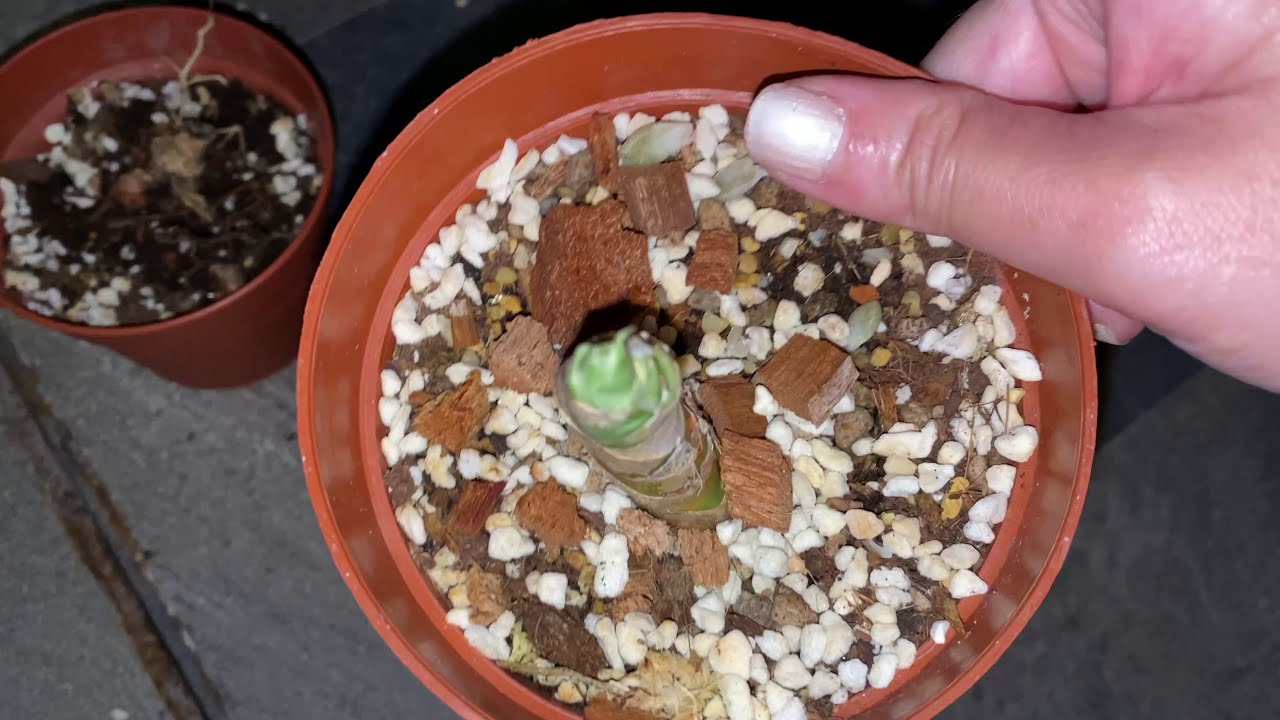 Propagate & Repot with Me! | Philodendron squamiferum, Tradescantia, Black Orchid