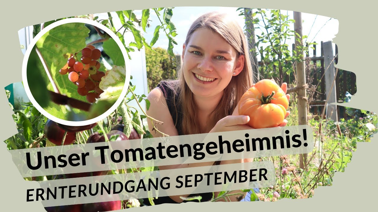 Tomaten wie aus dem Bilderbuch 🍅 | Ernterundgang September 2025