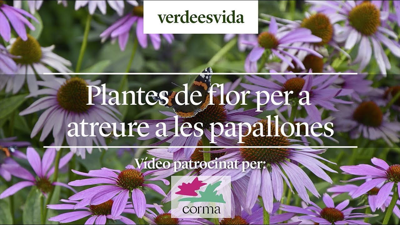 Plantes de flor per a atreure a les papallones
