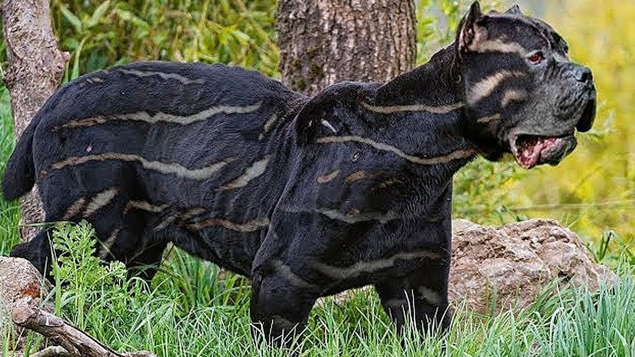 Here Are 20 Rare And Beautiful Dog Breeds That You’ve Probably Never Heard Of Until Now