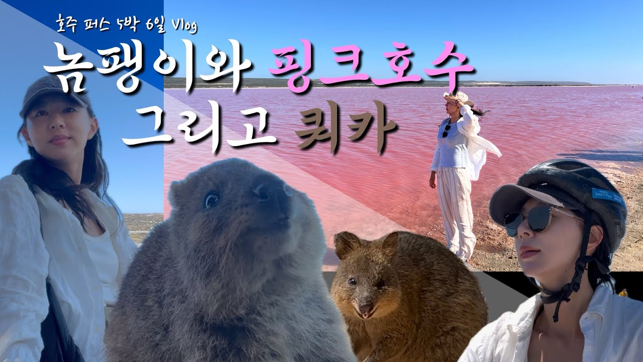 #9 호주 퍼스 5박 6일 여행ㅣ핑크레이크ㅣ쿼카ㅣ버진오스트레일리아 비즈니스석ㅣ퍼스 호스텔ㅣ프리맨틀ㅣ로트네스트 아일랜드ㅣ칼바리ㅣ