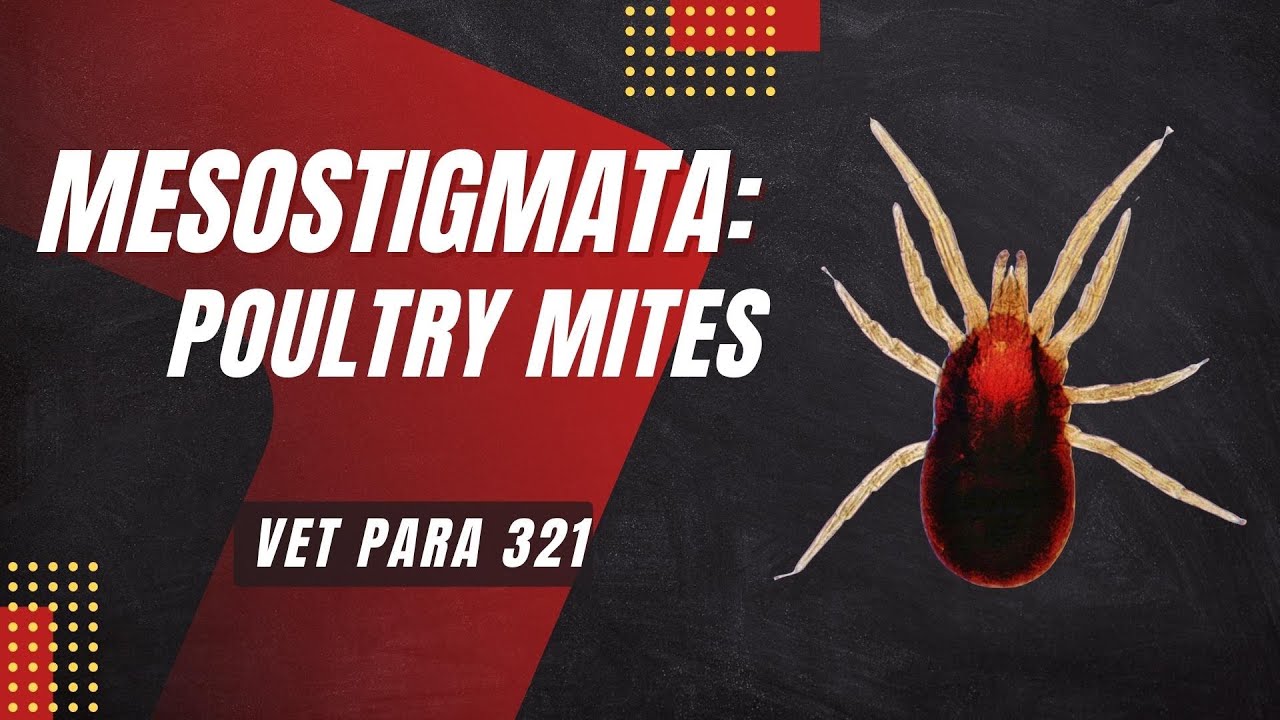 VET PARA 1 | Mesostigmatid Mites (Poultry Mites) | Chapter 8.2