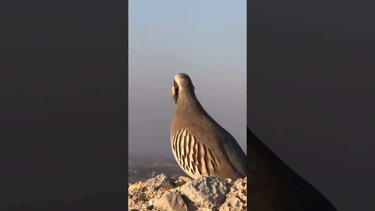 New vlog Again jungle chukar voice partridge kiklik sesi voice صیاد الحجل