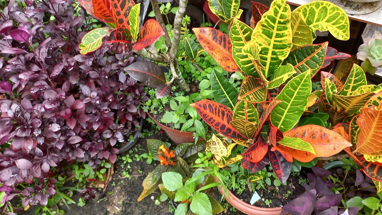 Mostrei muitas plantas de vasos depois da chuva! Plantas de sol pleno. 