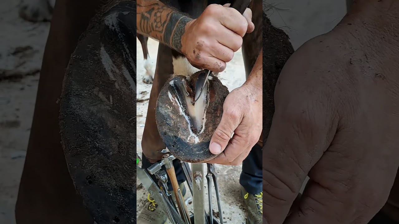 Satisfying Hoof Trimming🐴 #shorts #hooftrimming #satisfying #hoofcare #horseshoeing