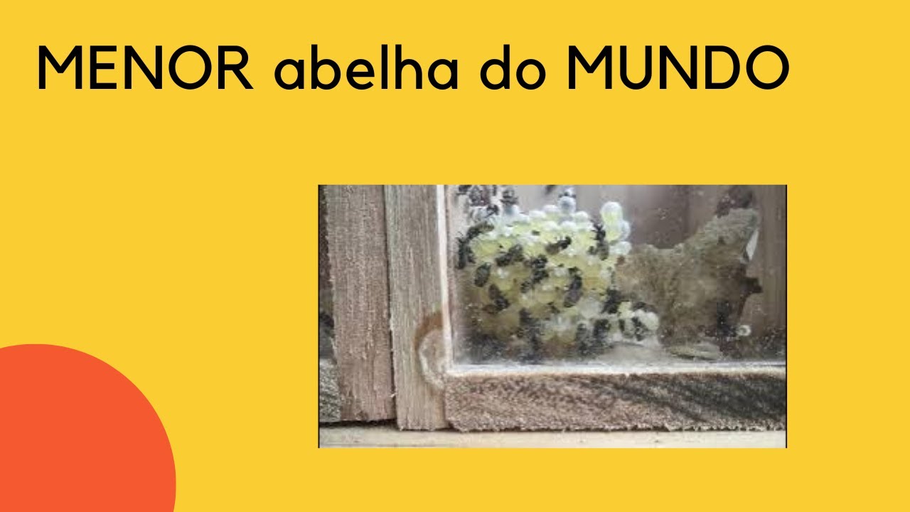 Lambe olhos